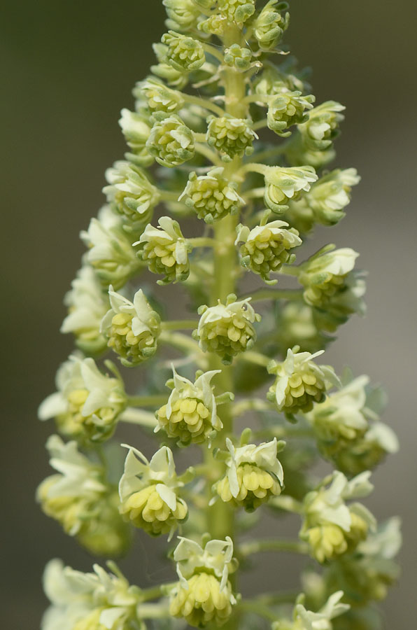 Reseda lutea / Reseda comune